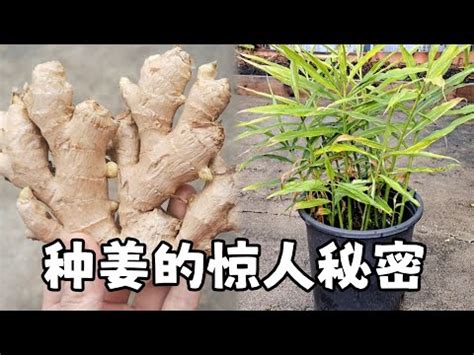 種薑|【薑要怎麼種】在家也能種薑！薑要怎麼種？育苗、種。